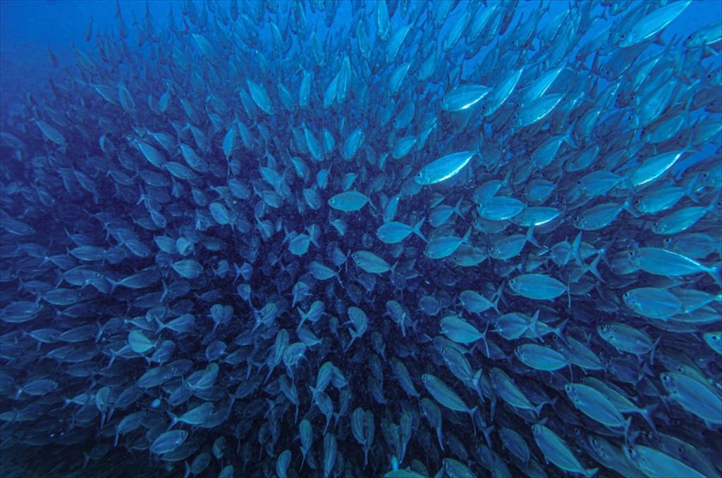 Uruguay thúc đẩy quản lý nguồn lợi biển chung với Argentina và Brazil