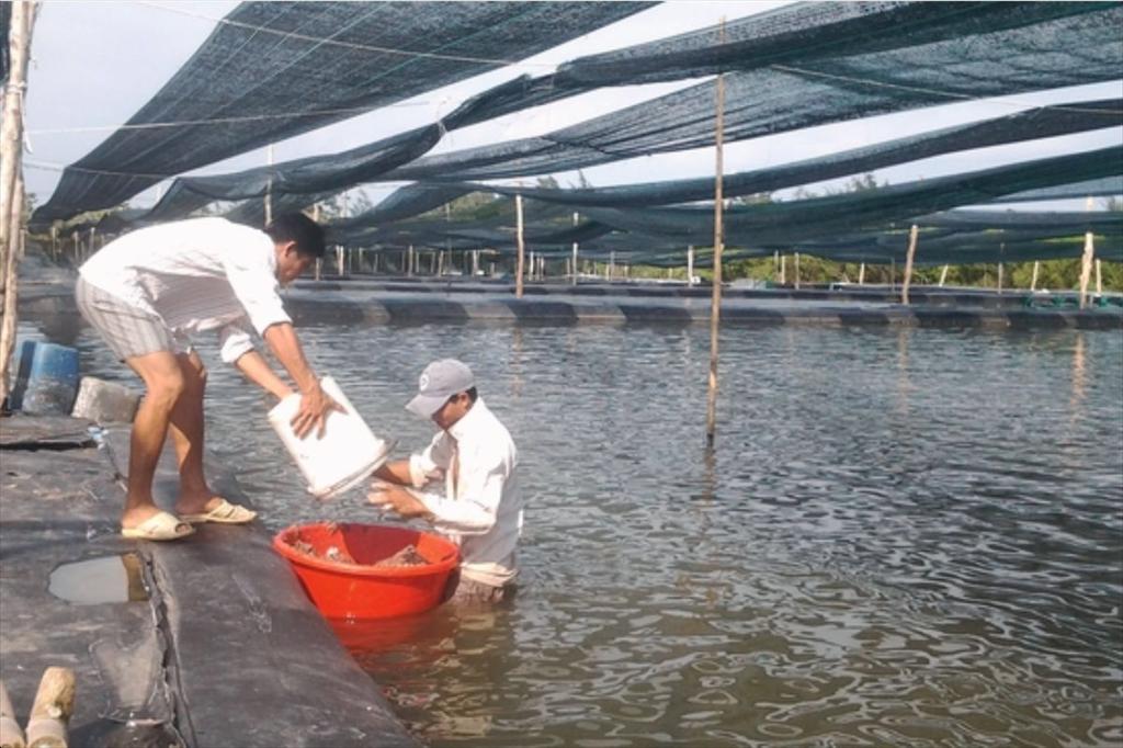 TP.HCM phê duyệt Kế hoạch phòng, chống dịch bệnh thủy sản giai đoạn 2026–2030