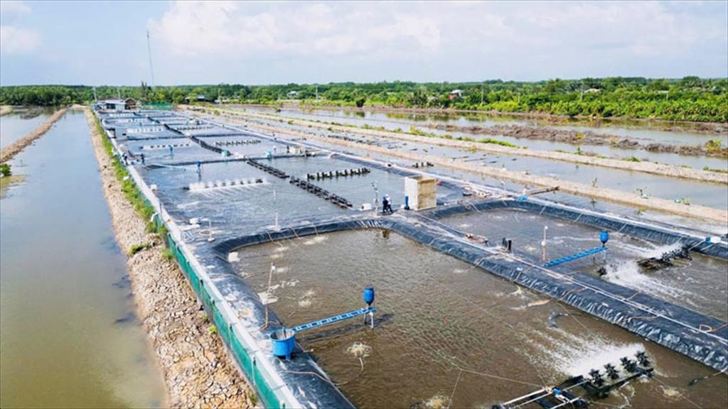 Cà Mau thúc đẩy nhân rộng mô hình nuôi tôm RAS-IMTA, hướng tới phát triển bền vững