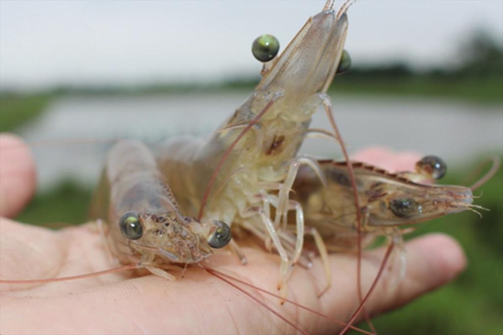 Tăng cường miễn dịch không đặc hiệu – cách phòng bệnh hiệu quả cho tôm