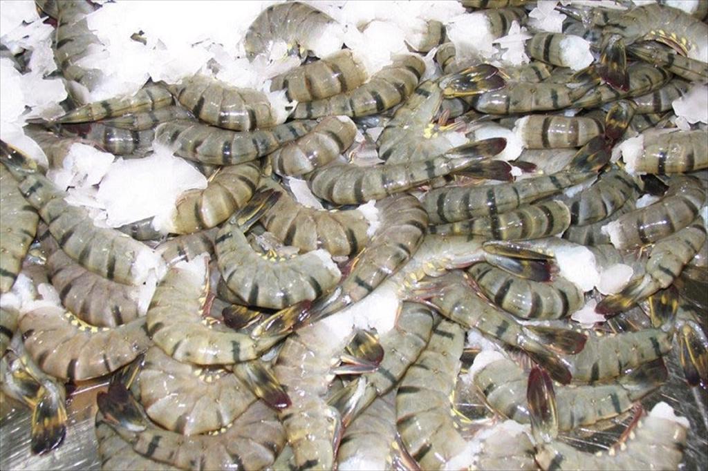 Nhập khẩu tôm của Trung Quốc tăng mạnh đầu năm 2026