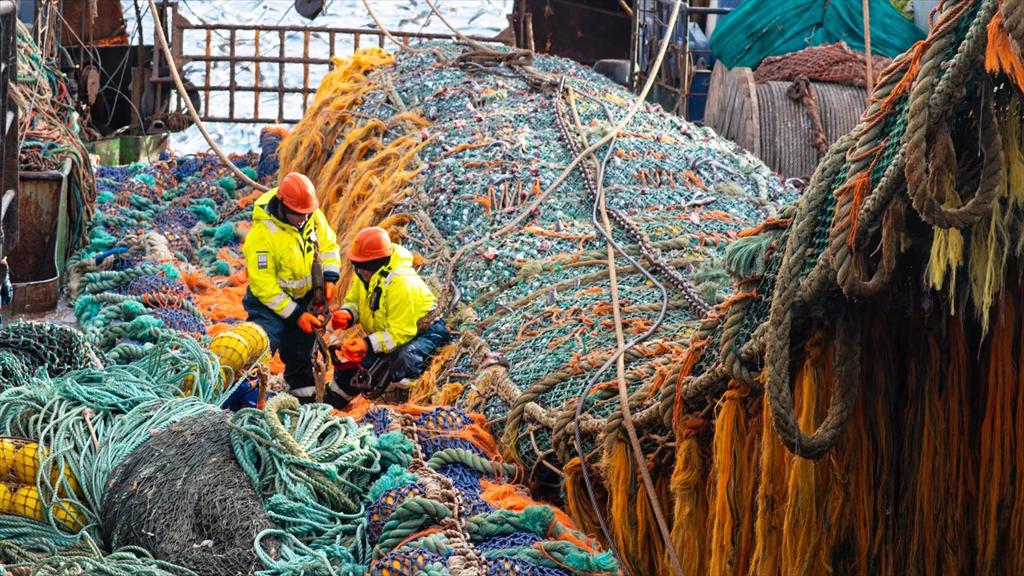 Nga dự kiến tăng hạn ngạch cá minh thái năm 2027