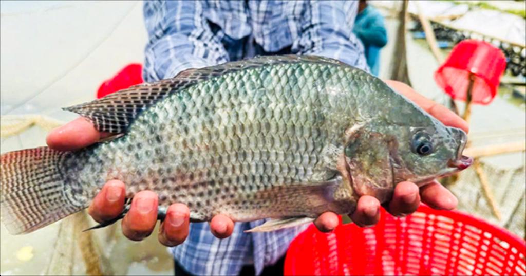 Brazil hướng tới mở rộng thị trường cá rô phi tại Mỹ Latinh