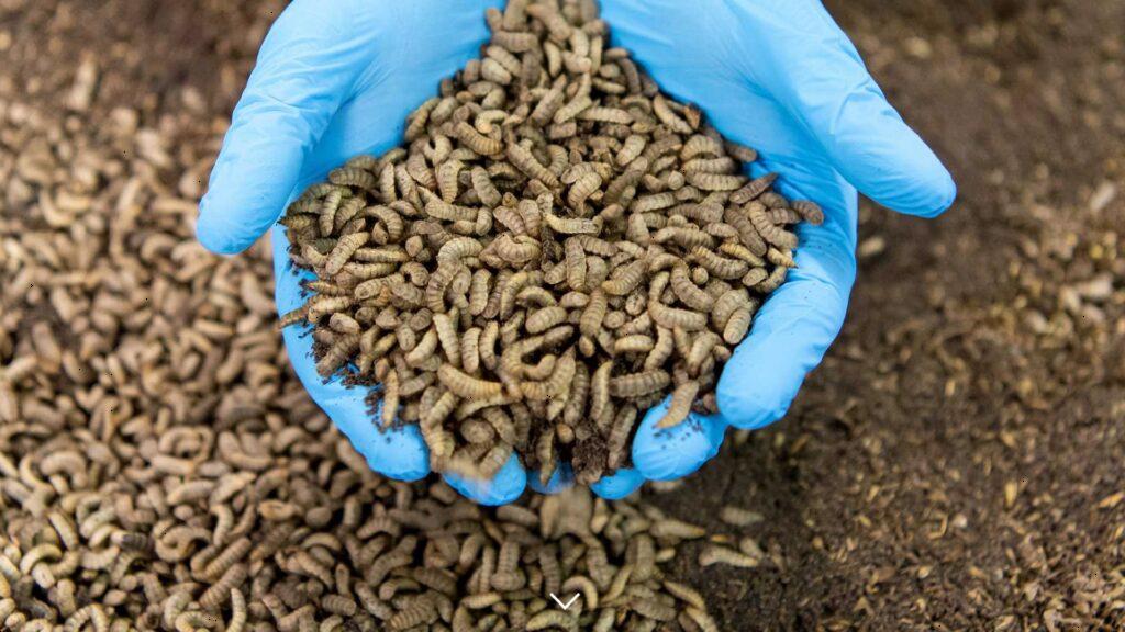 IPIFF hợp tác Argenta thúc đẩy giải pháp từ côn trùng trong dinh dưỡng động vật