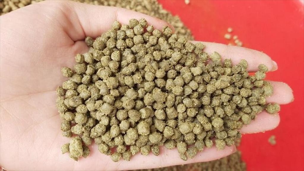 Tăng tốc chuyển đổi sang thức ăn viên trong nuôi cá biển