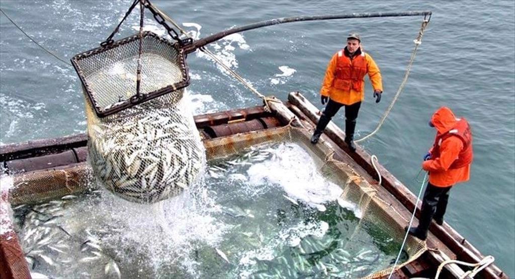 Sản lượng khai thác ở biển Okhotsk (Nga) 2026 tăng mạnh