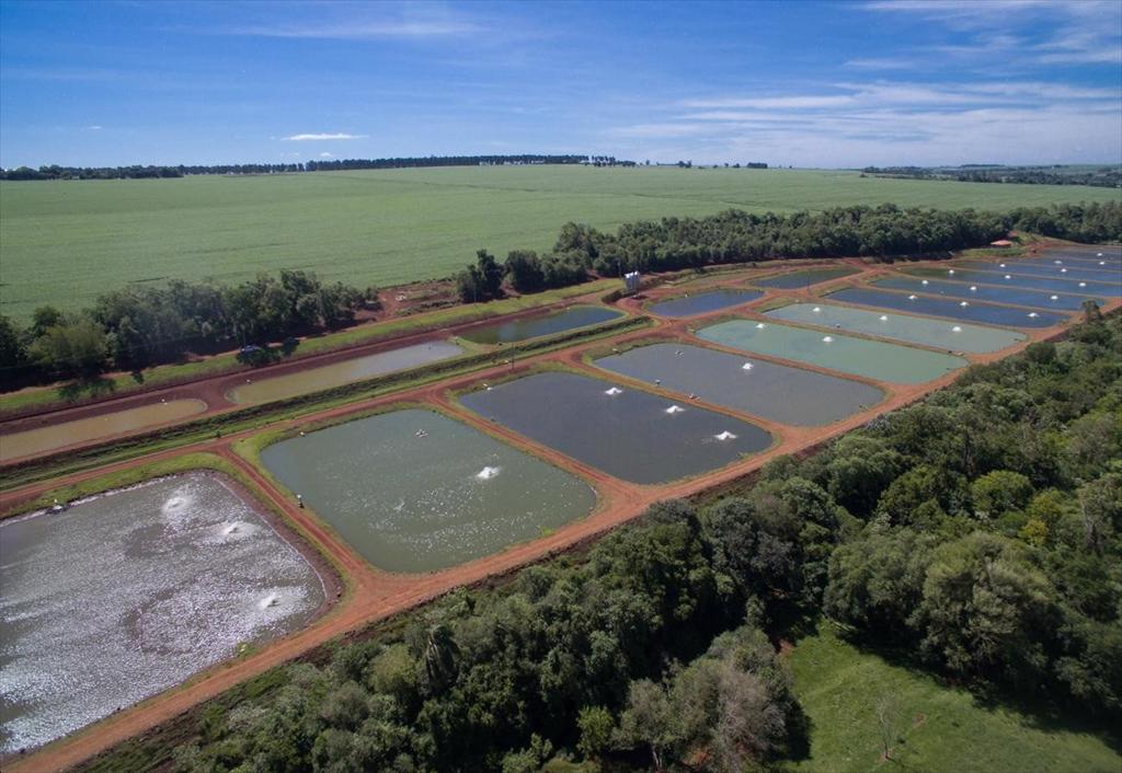 Ngành thủy sản Brazil kỳ vọng phục hồi sau phán quyết thuế quan của Mỹ