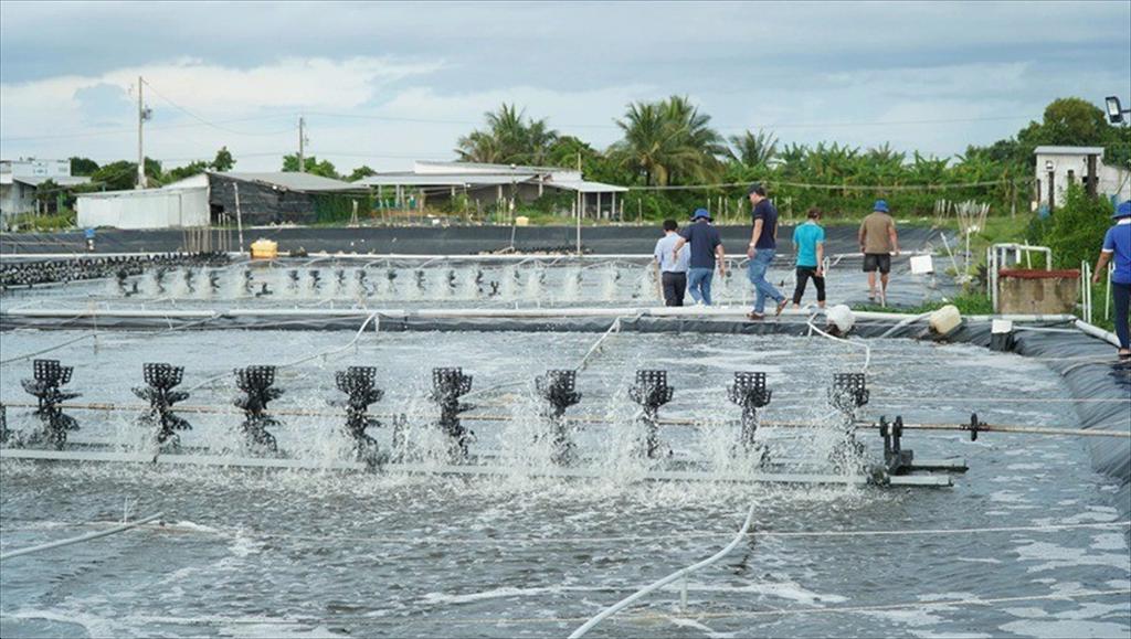 Ca Mau promotes scaling up RAS-IMTA shrimp farming model toward sustainable development