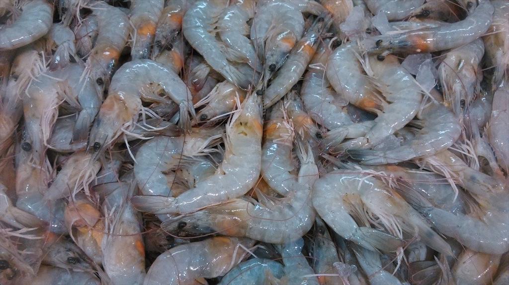 Giá tôm Ecuador giảm trở lại do dư cung