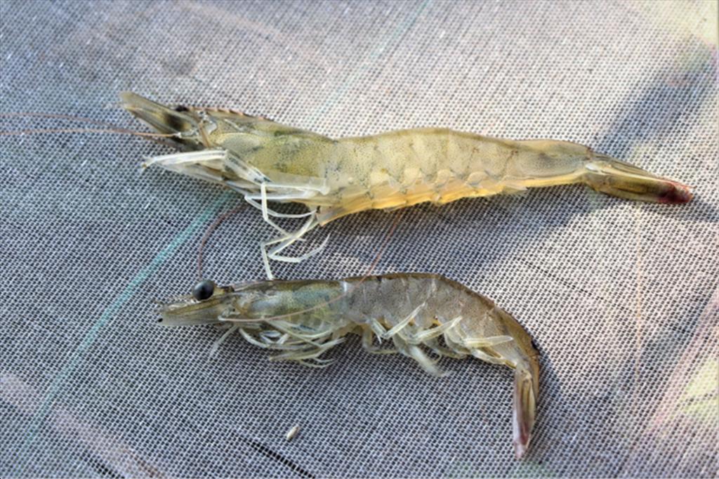 Hiểu EHP để phòng tôm chậm lớn