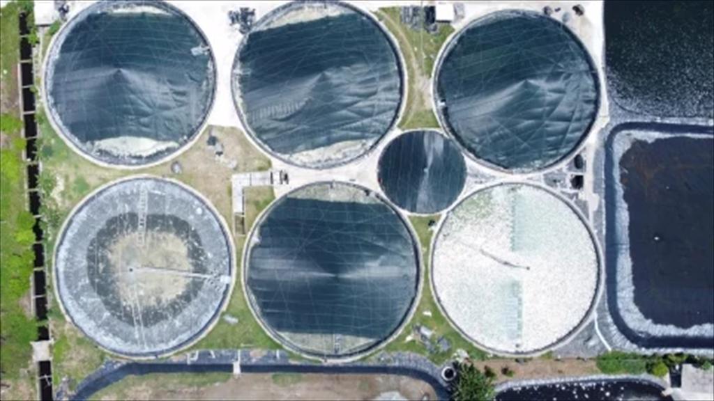 Nghệ An đẩy mạnh nuôi tôm công nghệ cao