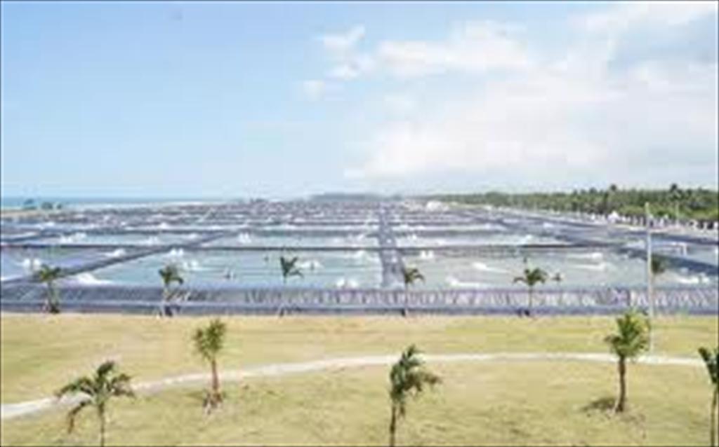 Indonesia đẩy mạnh siêu dự án nuôi tôm Waingapu để tái cấu trúc ngành