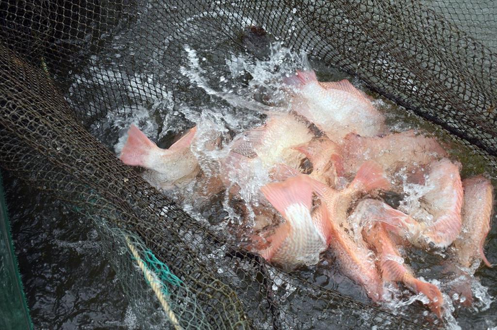 Nuôi cá diêu hồng mở hướng phát triển kinh tế hiệu quả tại Đà Nẵng