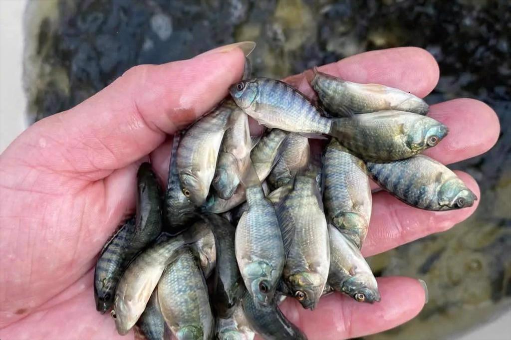 Ninh Bình phát triển nuôi cá rô phi theo hướng giống chất lượng cao