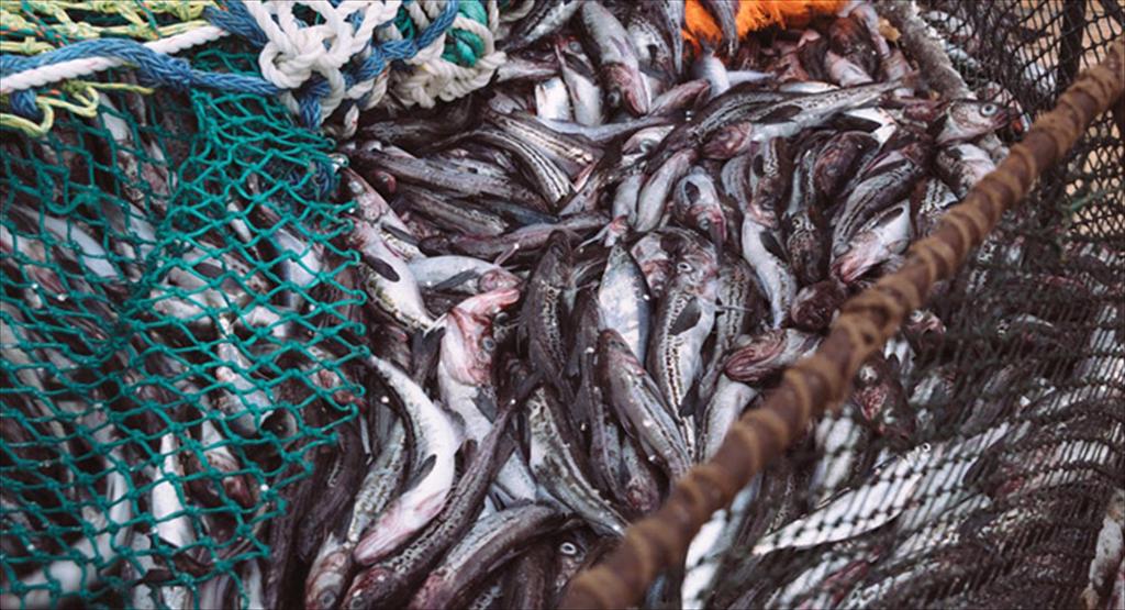 Nga tăng xuất khẩu cá minh thái sang 3 thị trường chủ chốt