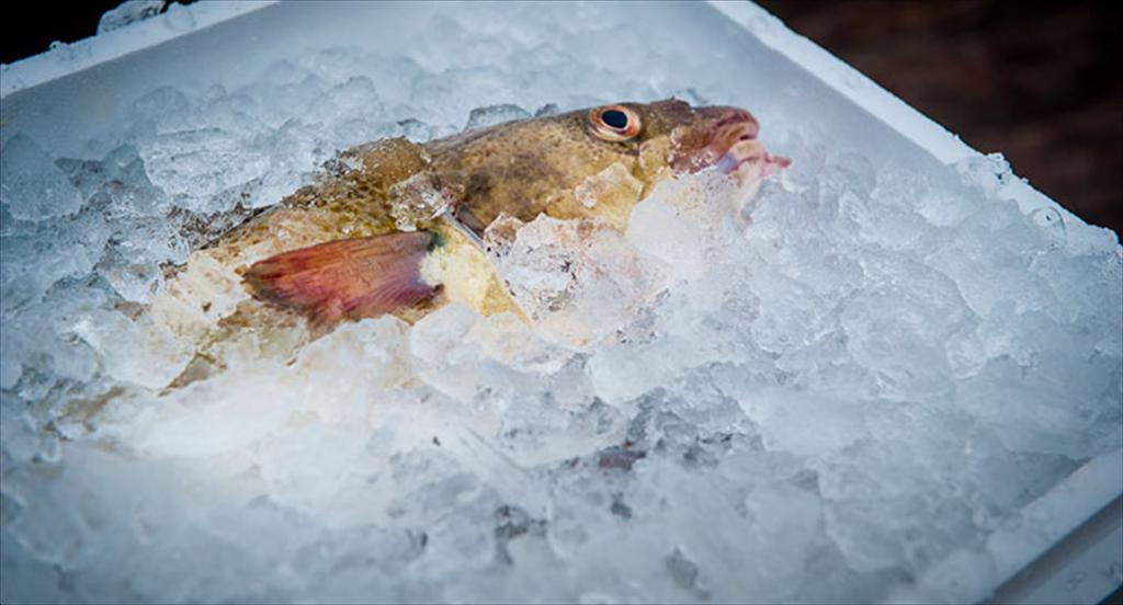 Giá cá tuyết Iceland lập đỉnh, nguồn cung thắt chặt
