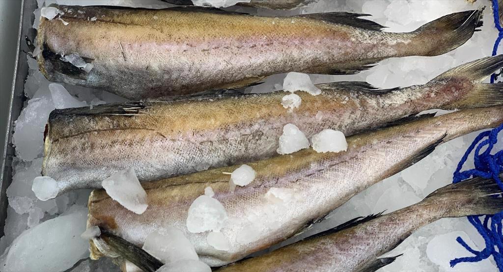 Giá cá minh thái Nga vượt 2.000 USDtấn