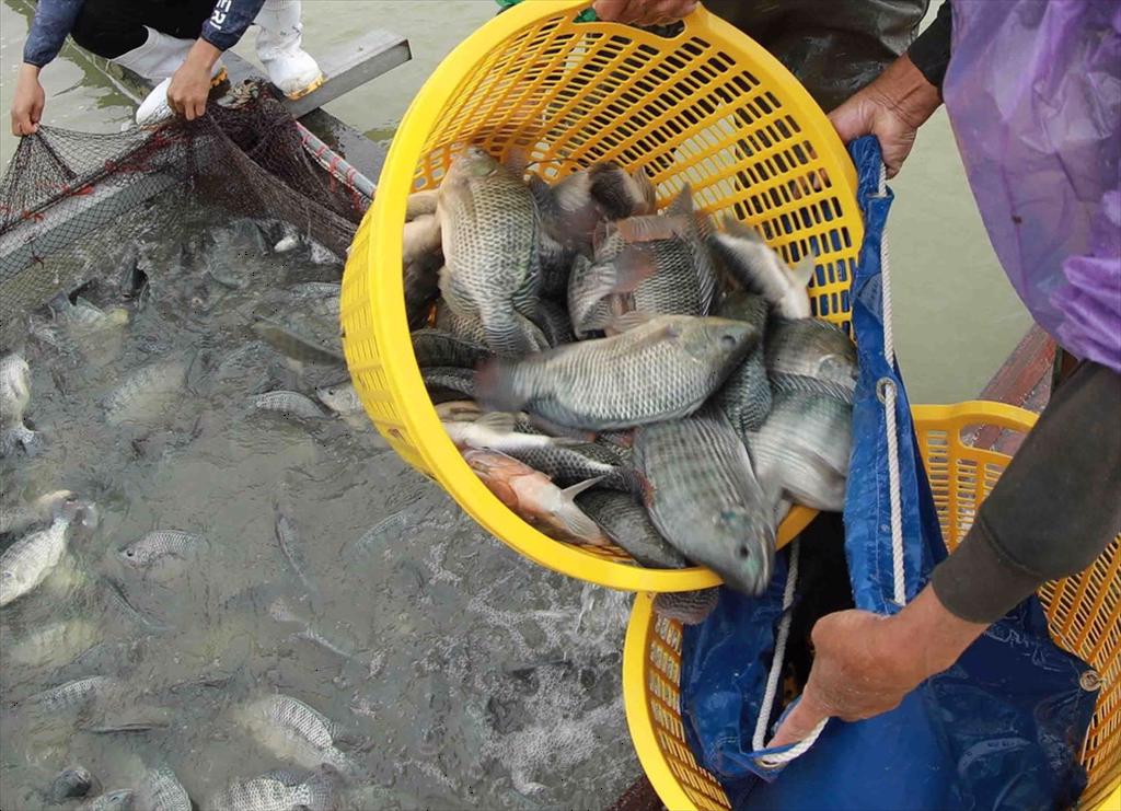 Brazil Nhập khẩu cá rô phi vượt xuất khẩu