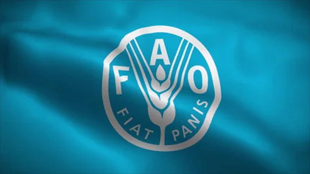 Chỉ số giá cá của FAO quay trở lại đà tăng trong tháng 22026