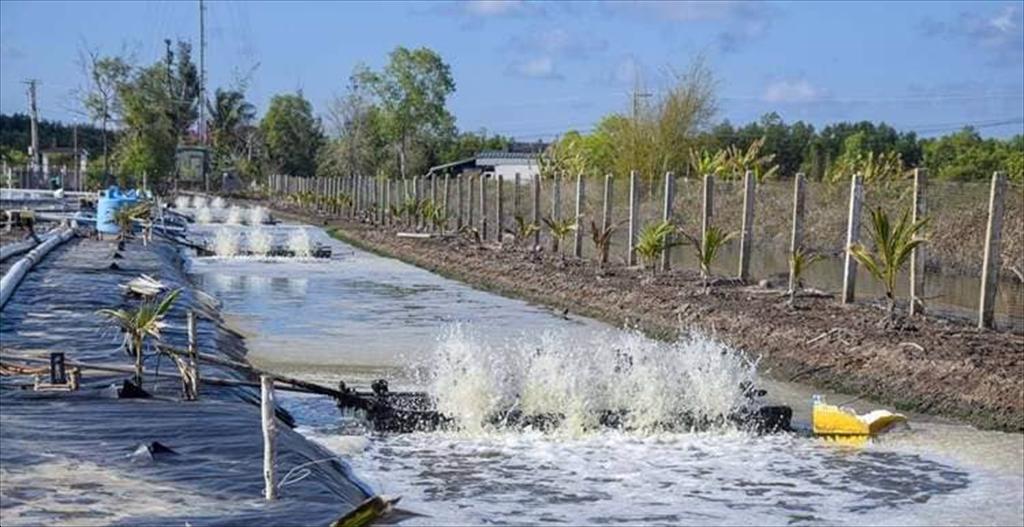 Ca Mau shifts strongly toward high-tech shrimp farming