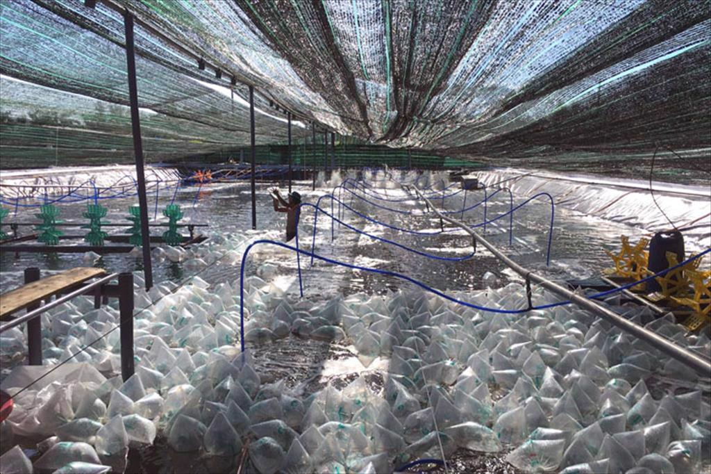 High technology drives transformation of Vietnam’s shrimp industry