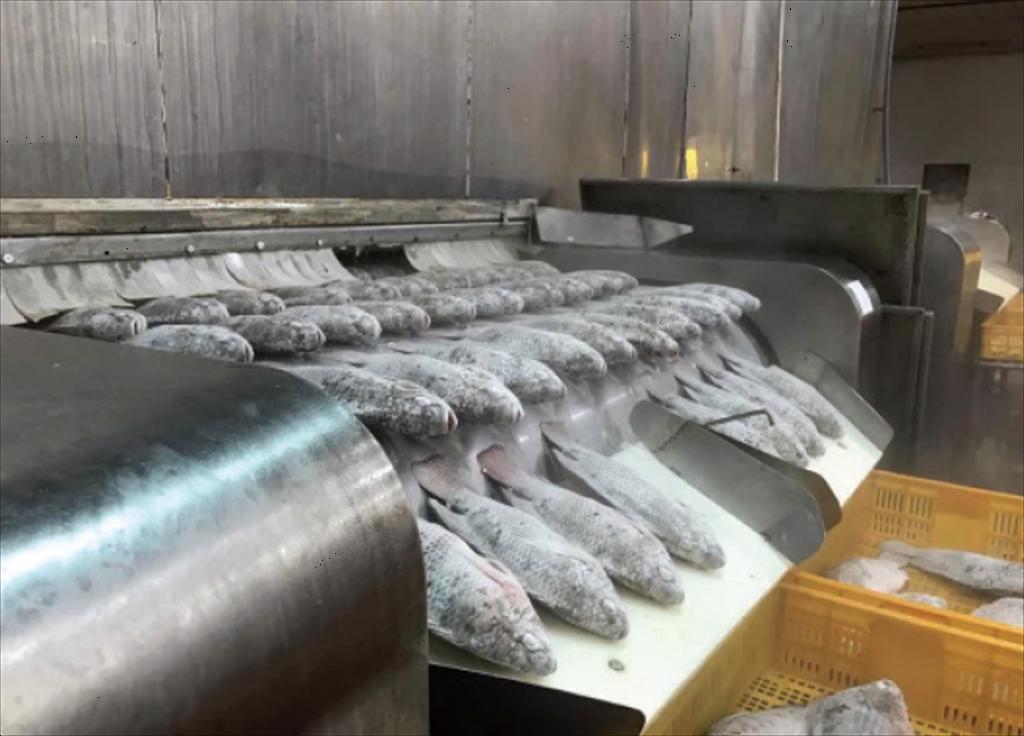 Thị trường tiềm năng của cá rô phi Việt Nam đầu năm 2026 