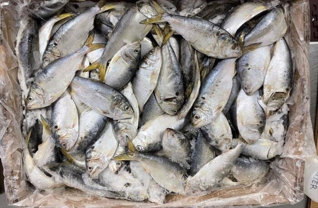 Ngư trường cá menhaden Vịnh Mỹ được tái chứng nhận MSC