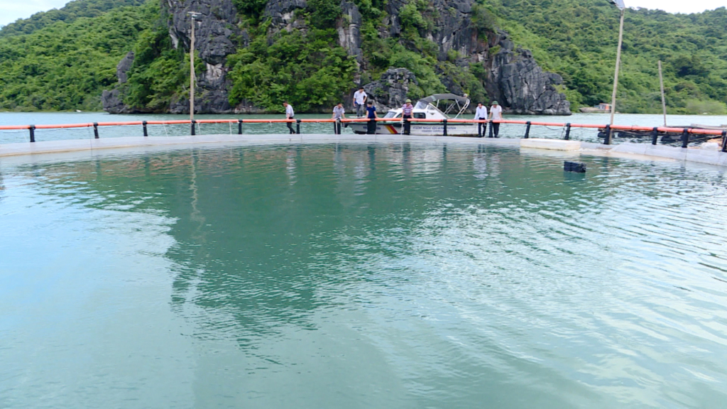 Quảng Ninh mở rộng tiềm năng nuôi cá chim vây vàng