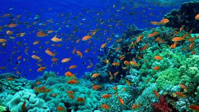 Hơn 10% đại dương thế giới được bảo vệ, nhưng mục tiêu 30% vẫn còn xa