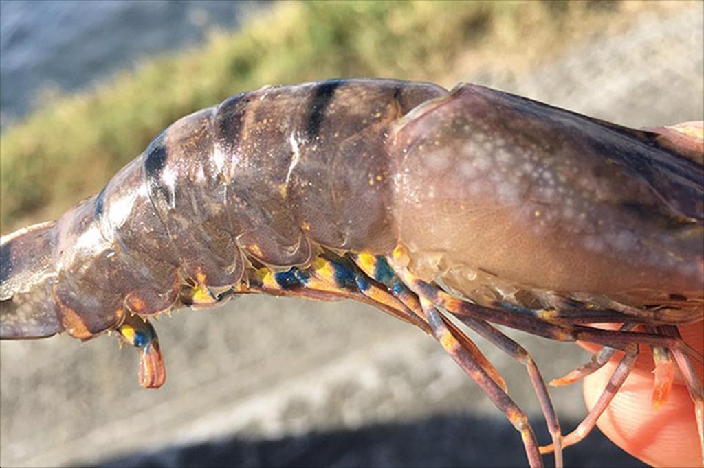 Bệnh đốm trắng (WSD) trên tôm Nguyên nhân, dấu hiệu