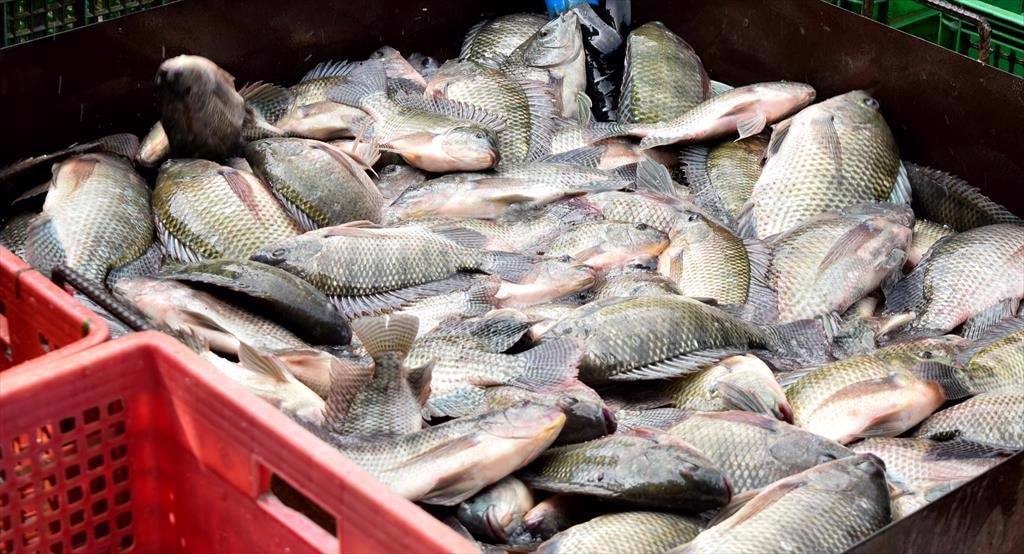 Brazil quảng bá cá rô phi và công nghệ nuôi trồng tại Aquasur 2026