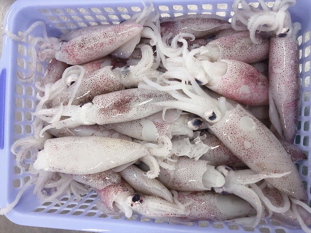 Thị trường mực biển sâu tuần 14 Giá giảm do nguồn cung tăng, nhu cầu yếu