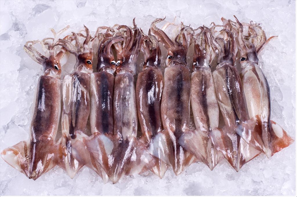 Argentina mở rộng ngư trường mực ống, sản lượng tăng