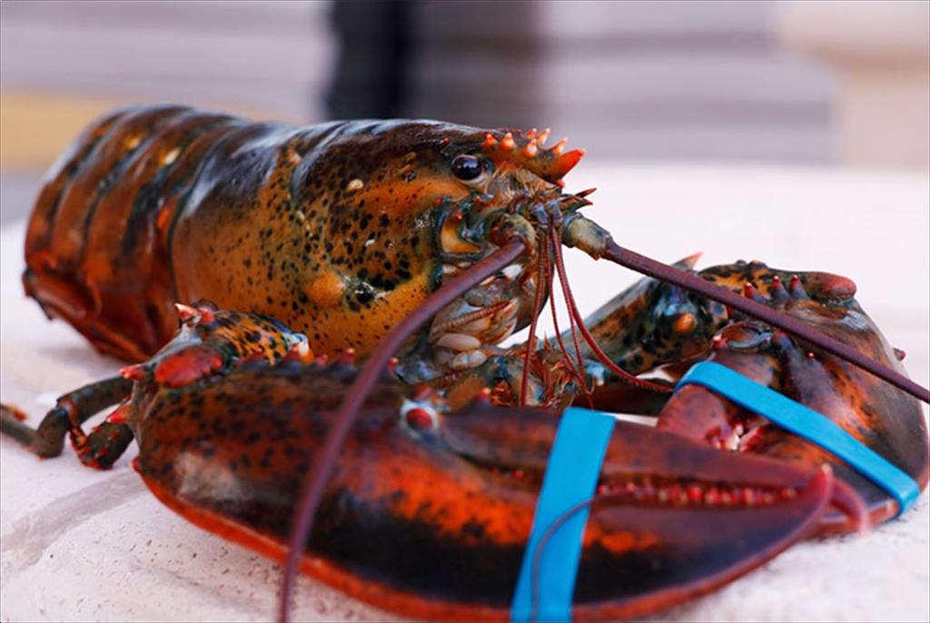 EU nới cửa cho thủy sản Mỹ, tôm hùm tiếp tục được miễn thuế