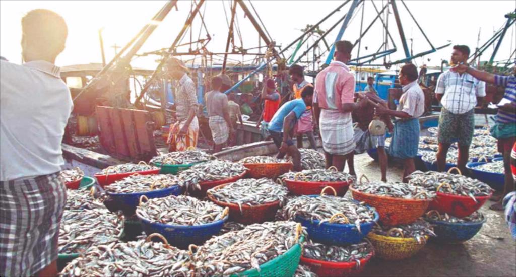 Ấn Độ tăng tốc ngành thủy sản Hướng tới dẫn dắt phân khúc giá trị cao