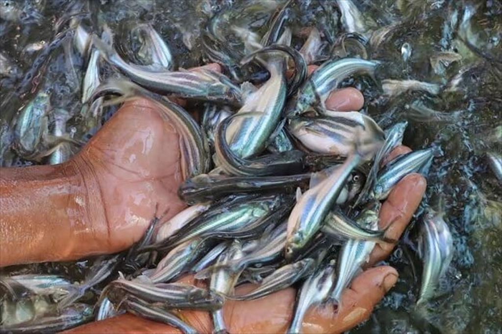 Pangasius shifts from “volume” to “value” in 2026