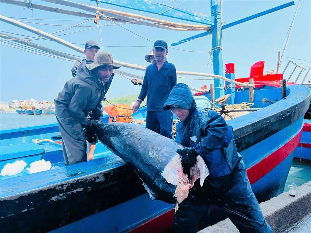 Quang Ngai ensures transparency in declaring seafood production.