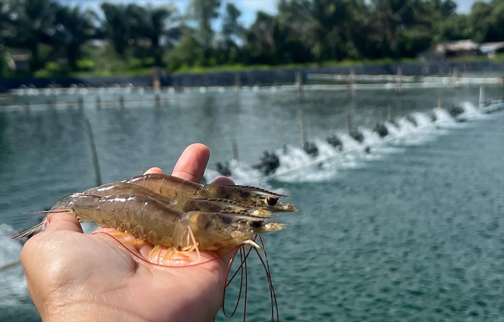 2026 shrimp season in the Mekong Delta starts early Growth expected amid multiple challenges