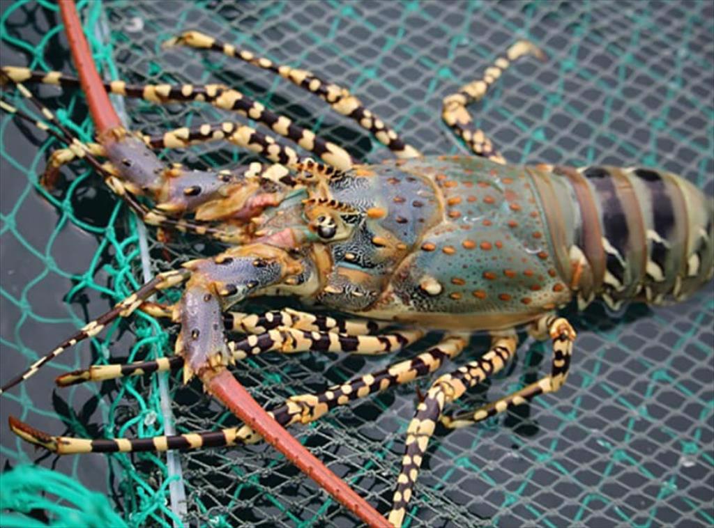 Trung Quốc dẫn dắt thị trường tôm hùm toàn cầu, Việt Nam vươn lên thành nhà cung cấp chủ lực