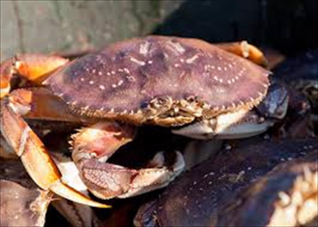 Vietnam’s crab exports brighten in 2026, but face pressure from reliance on major markets