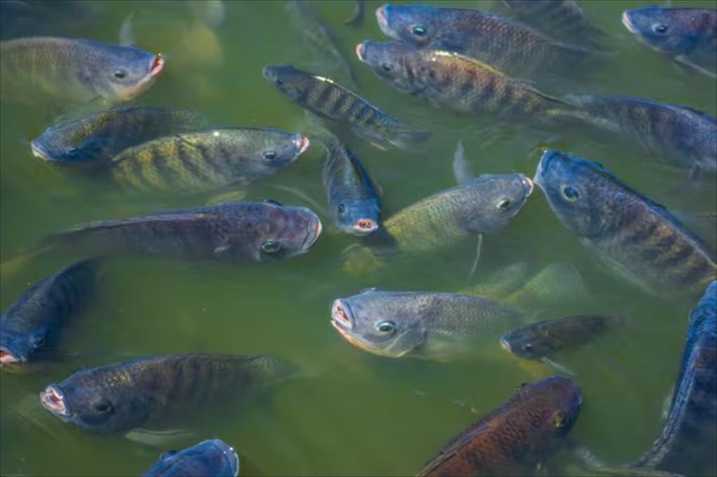 Vietnamese tilapia in the U.S. Great opportunities, but significant challenges