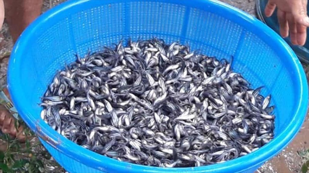 Lưu ý cải tạo ao trước khi thả cá tra bột