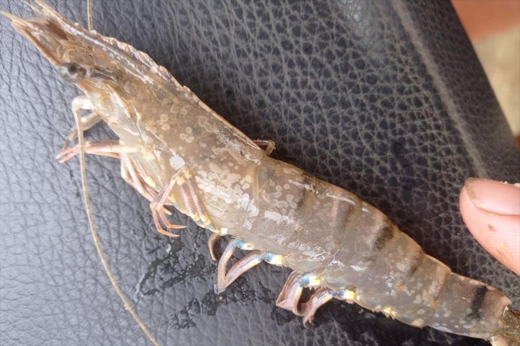 Chủ động phòng bệnh đốm trắng trong nuôi tôm