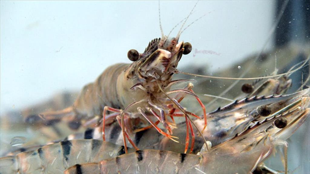 Giảm stress giúp tôm tăng trưởng ổn định và hạn chế dịch bệnh