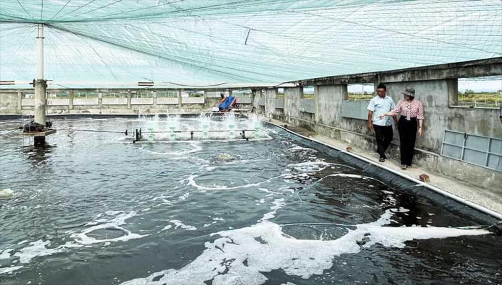 Quảng Trị chủ động lịch mùa vụ, tăng cường phòng bệnh tôm nuôi