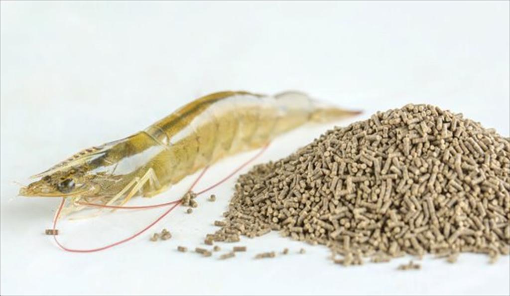 Sterol thực vật Giải pháp thay thế cholesterol trong thức ăn tôm