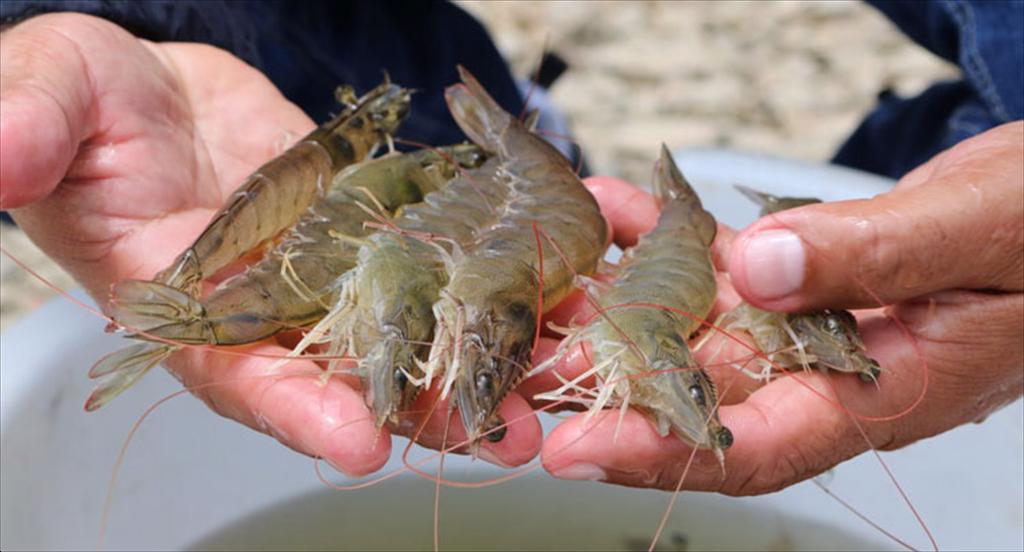 Xuất khẩu tôm Ecuador 2 tháng đầu năm 2026 Tăng trưởng mạnh tại Mỹ và Trung Quốc