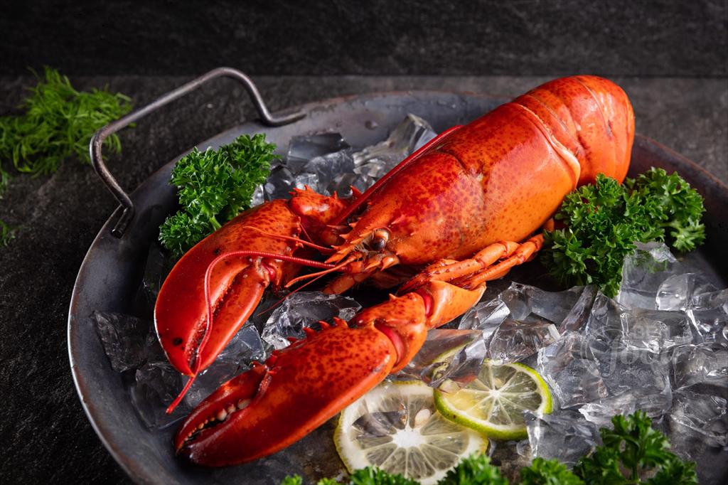 Mùa tôm hùm Canada vào vụ Nguồn cung tăng gây áp lực giảm giá