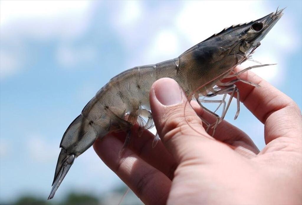 Aldi Süd cam kết loại bỏ cắt cuống mắt tôm vào 2030