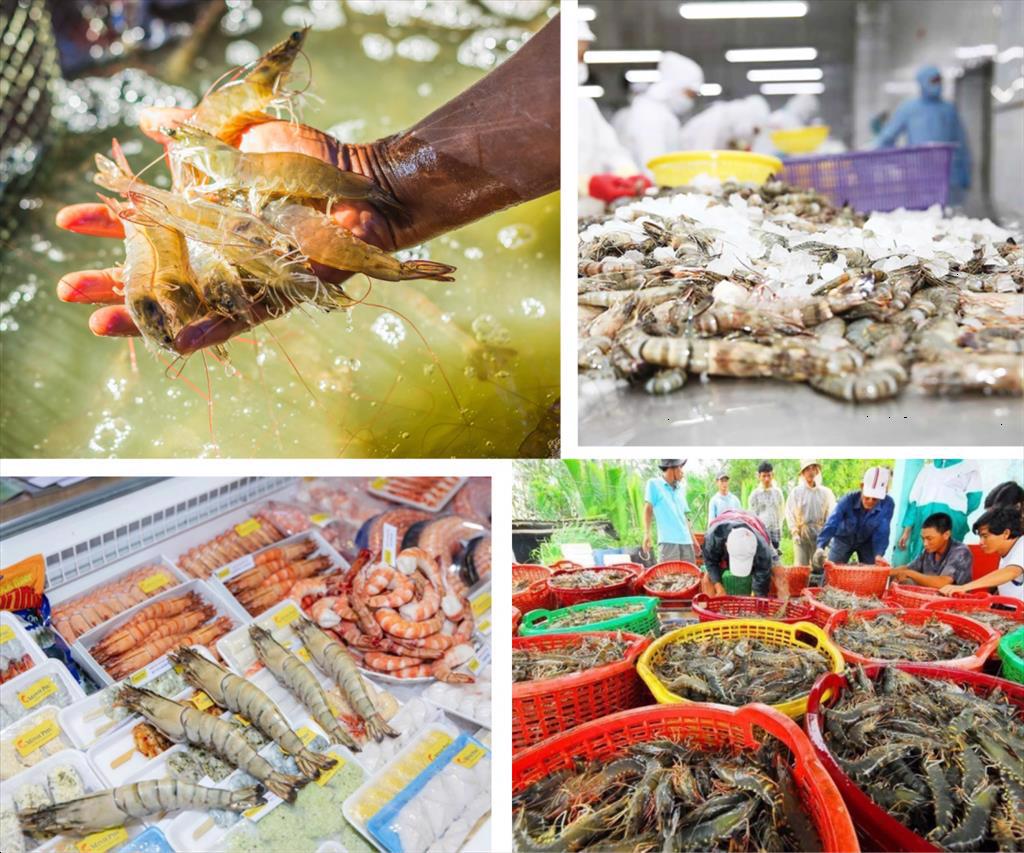 Giá thức ăn tăng, giá tôm nguyên liệu giảm – áp lực dồn lên toàn chuỗi